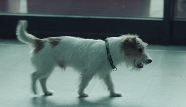 Lupa, il cane di Rocco Schiavone