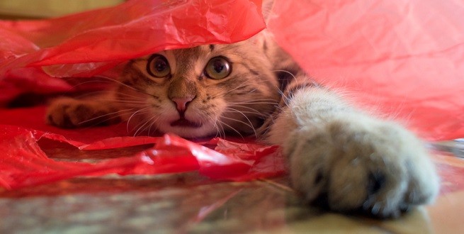 Gattino che gioca nel sacchetto