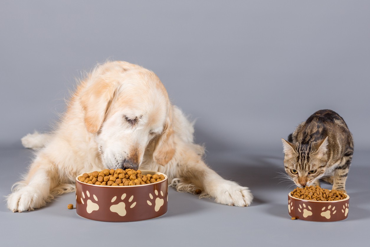 dare da mangiare al gatto