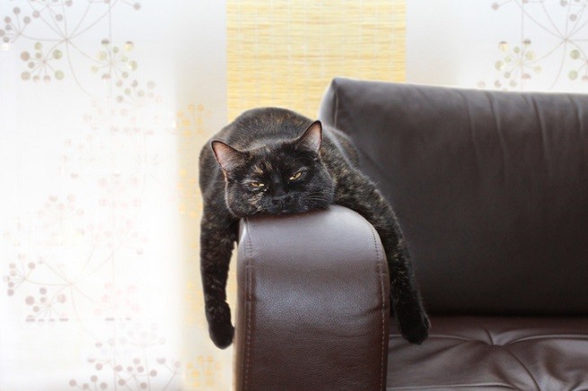 Gatto annoiato sul divano