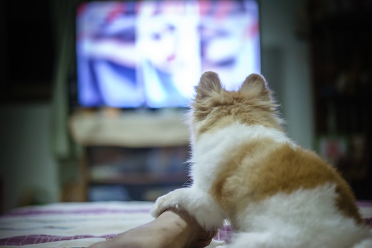 Frasi sui cani film