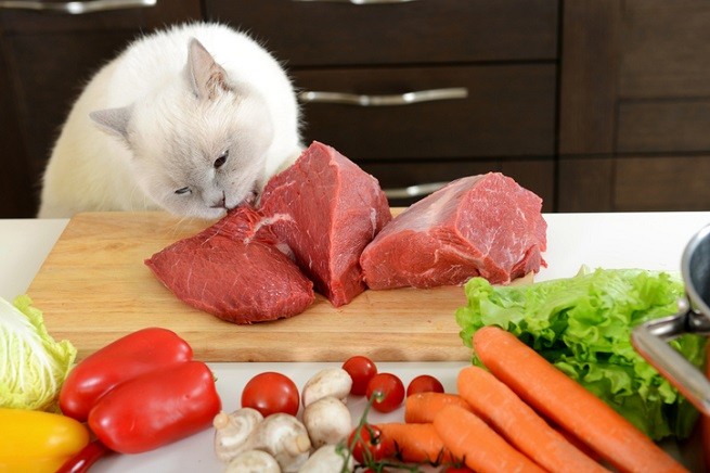 Il gatto non è vegano, è carnivoro