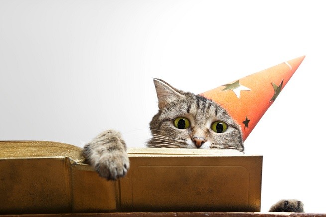 Gatto mago