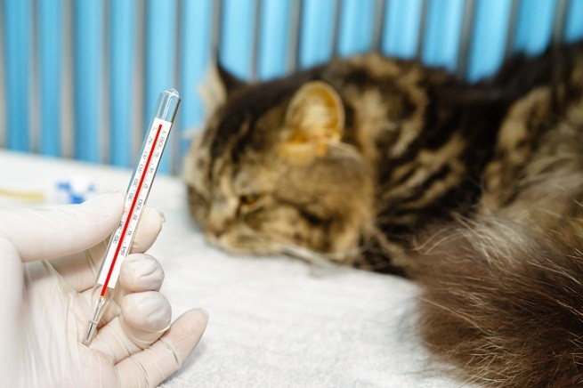 Ipertermia maligna nel gatto: misurare la febbre nei gatti
