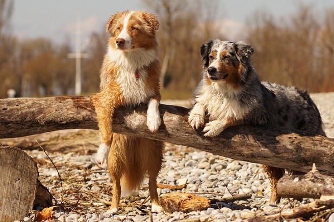 Pastore Australiano bicolore e Blue Merle
