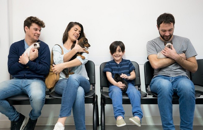 Veterinario: proprietari di cani e gatti