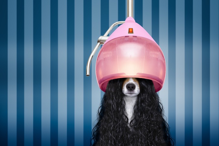 Spa per cani