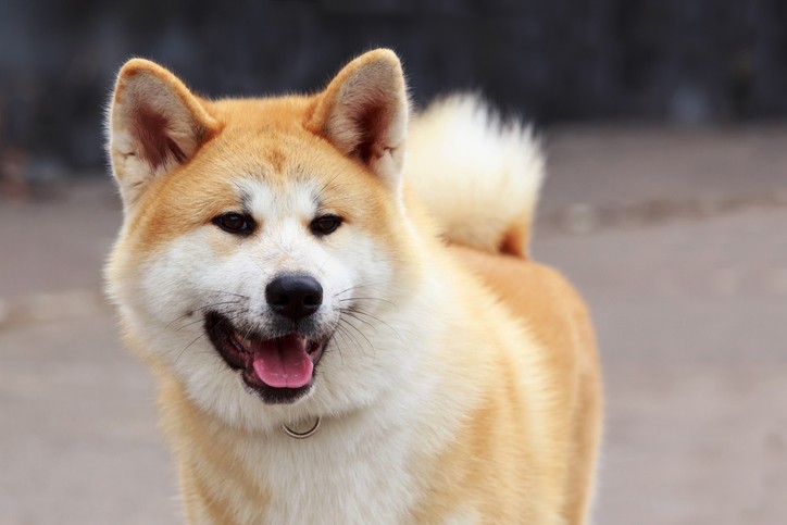 Akita Inu
