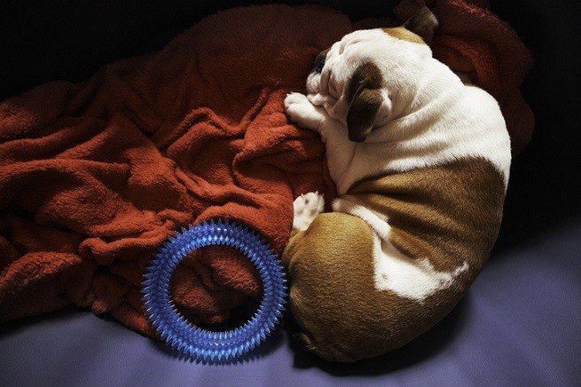 Cane che dorme nel suo letto