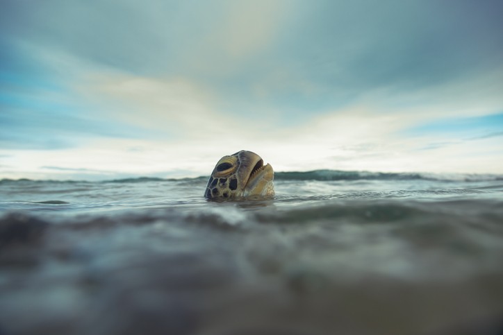 Come respirano gli animali