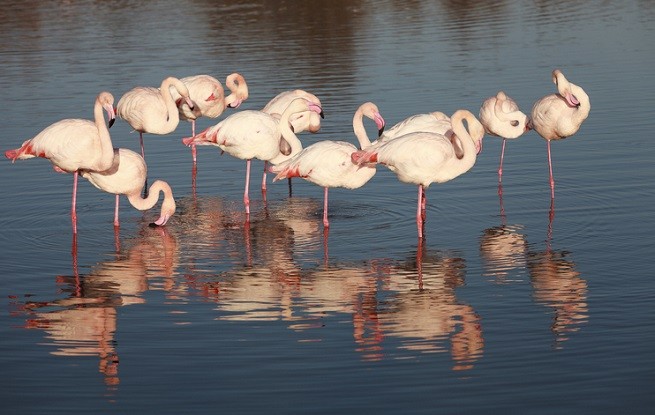 Fenicotteri rosa