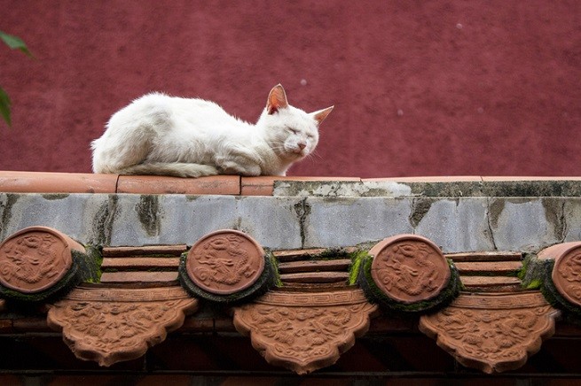 Gatto bianco in Cina