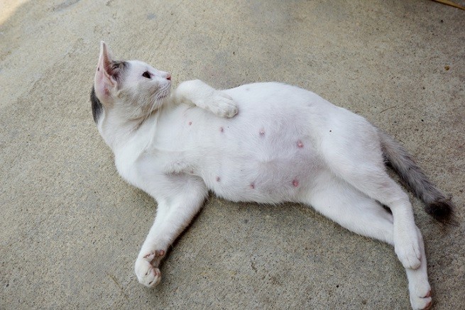 Gravidanza gatti: gatta incinta