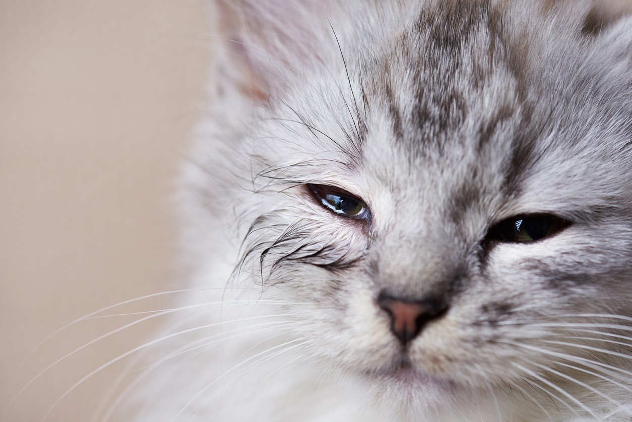 Maltrattamento gatto