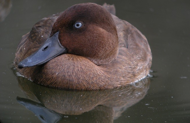 Aythya innotata