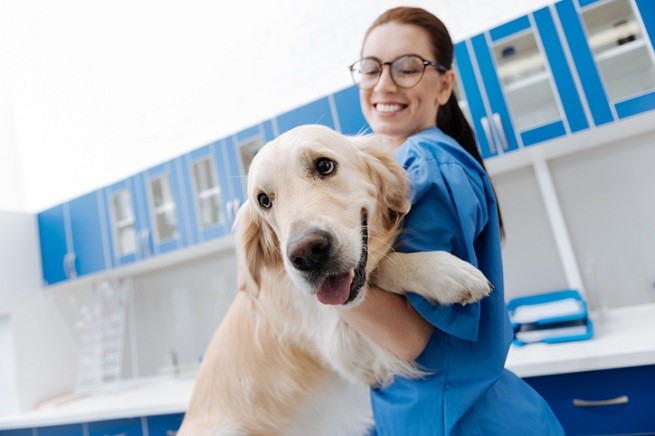 Neutropenia immunomediata cane: Golden Retriever