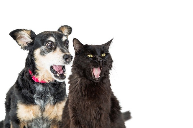 Cane e gatto stupiti