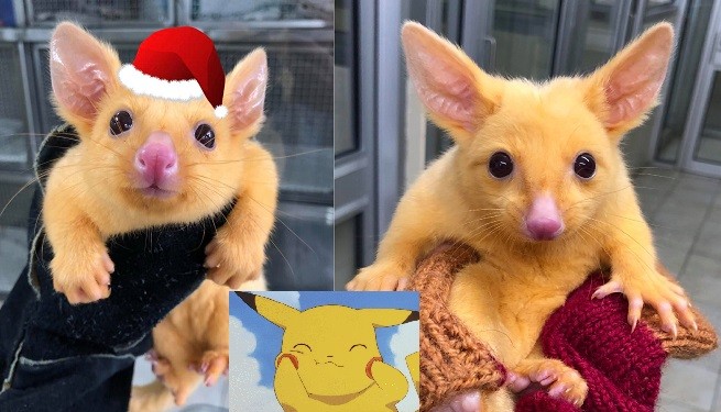 Opossum giallo Pikachu