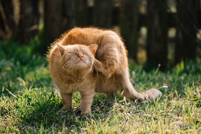 Gatto rosso che si gratta