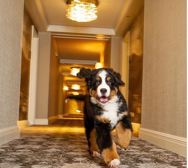 Cane hotel