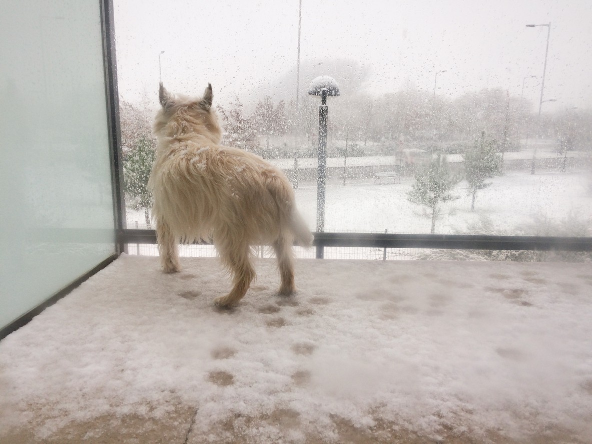 Cane lasciato al freddo in terrazzo