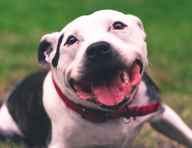 cani senza guinzaglio liberi nei parchi