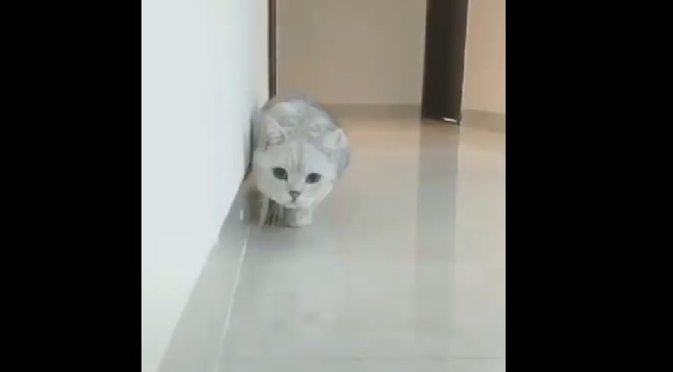 Gatto gioca video