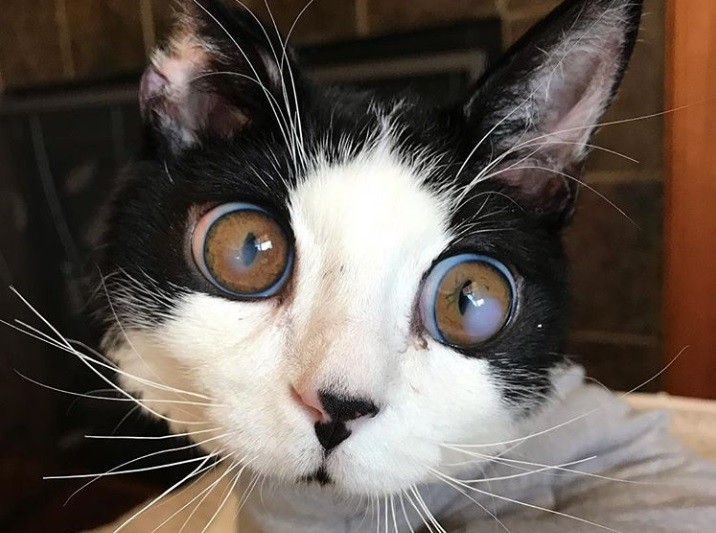 Porg gatto