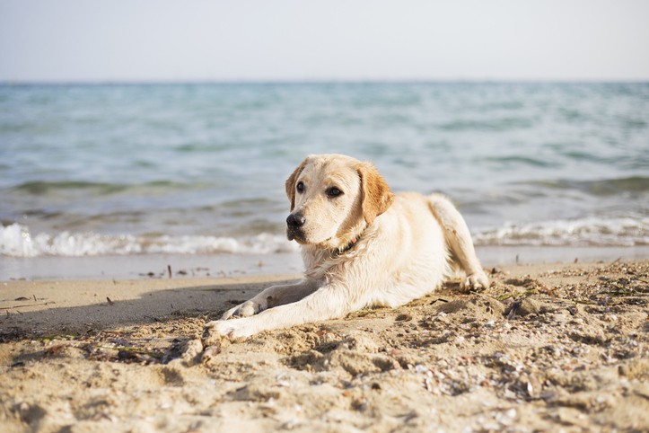 cane in spiaggia