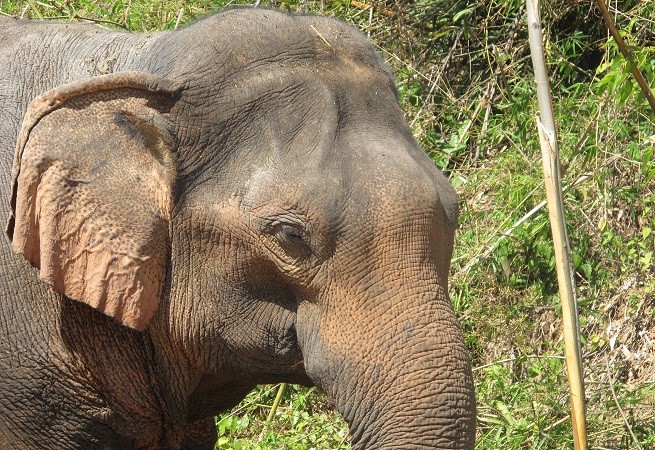 Elefante asiatico