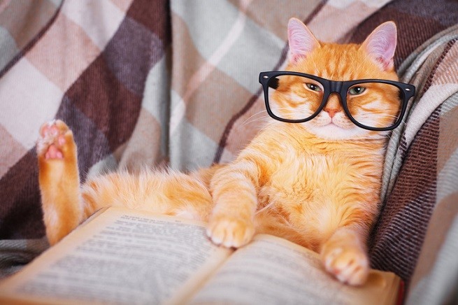 Gatto con gli occhiali