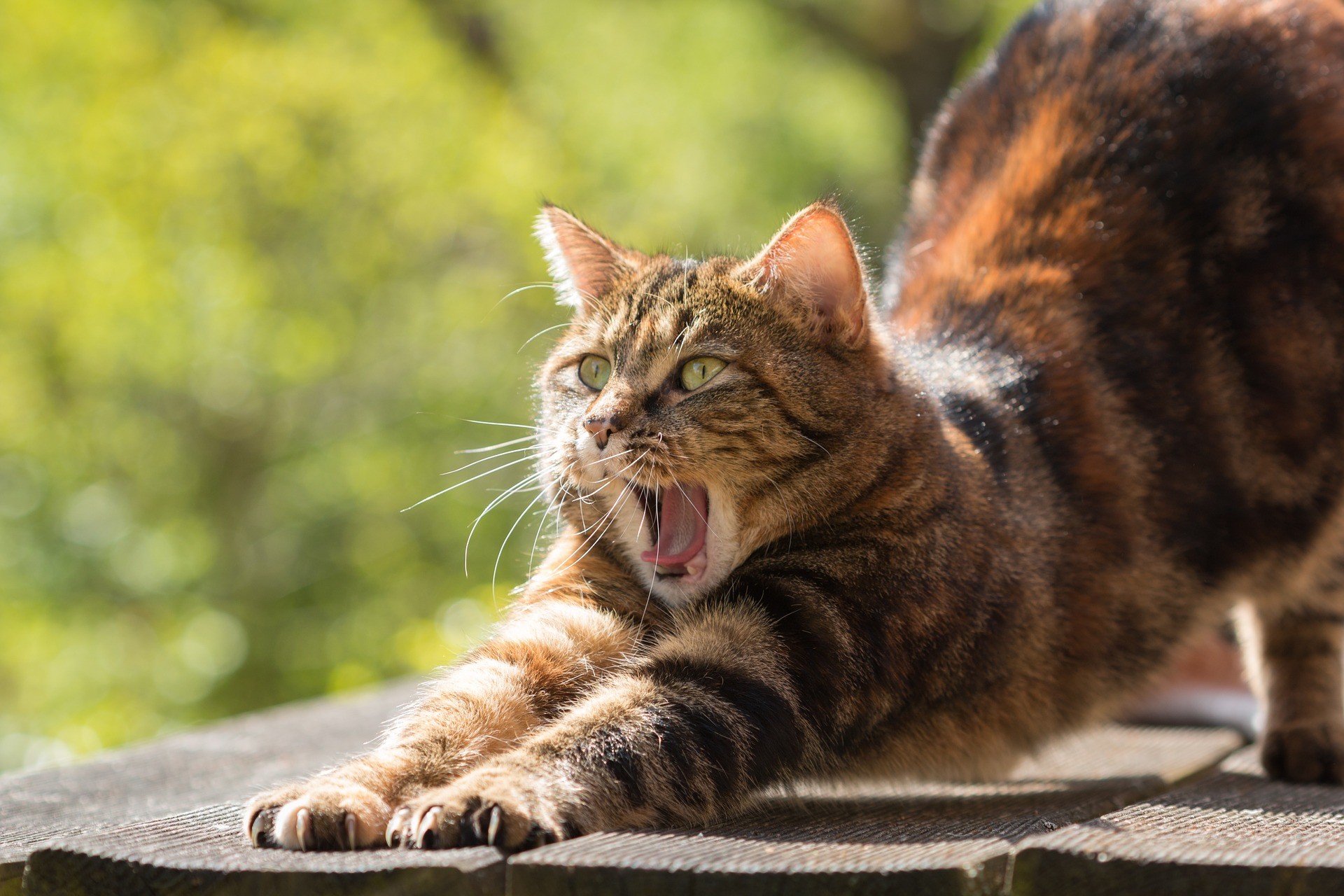Gatto aizzato