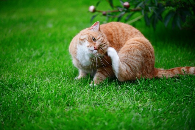 Gatto rosso che si gratta