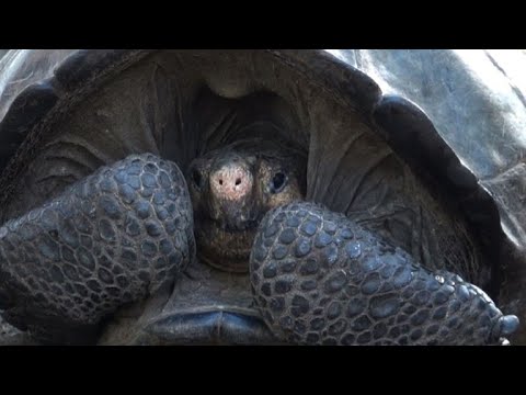 Tartaruga gigante