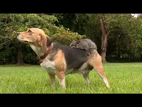 Cane e Opossum