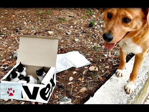 Cane padre adottivo