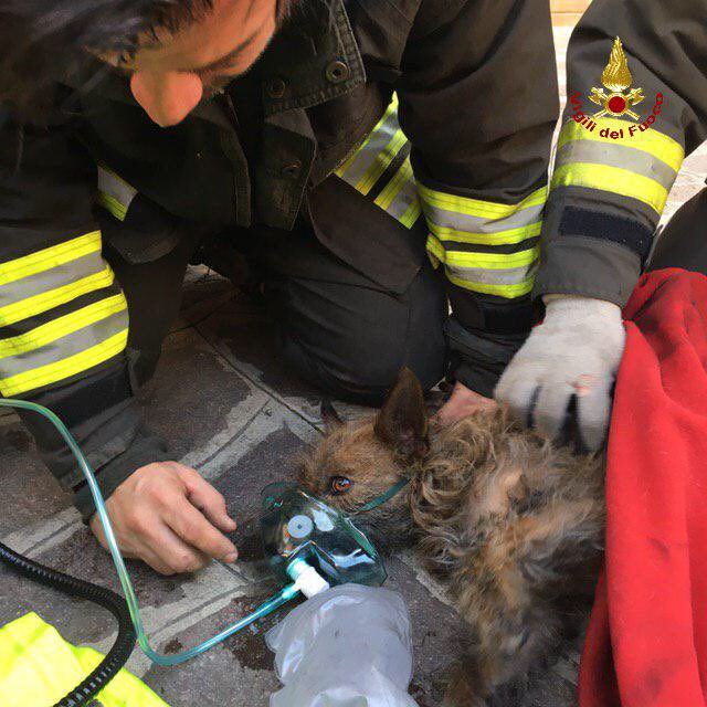 Incendio a Bologna, cane intossicato
