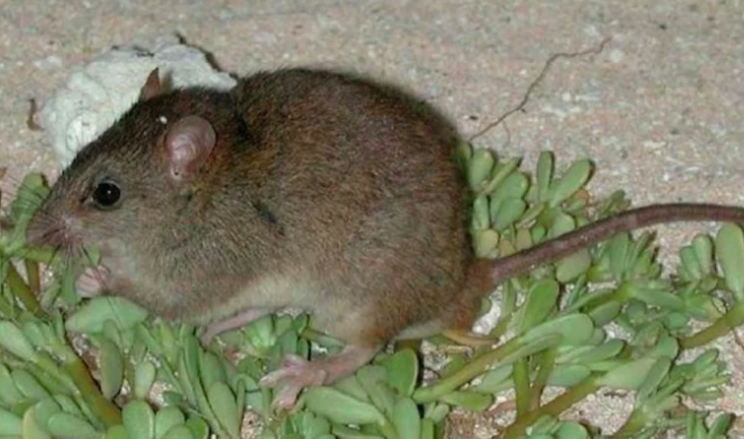 Melomys rubicola