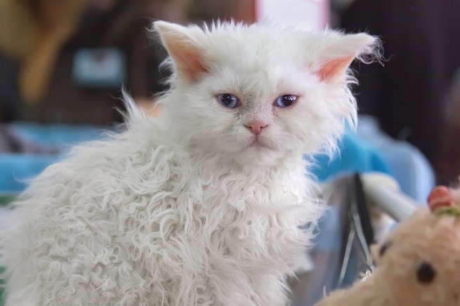 Selkirk Rex, il gatto riccio: un gattino