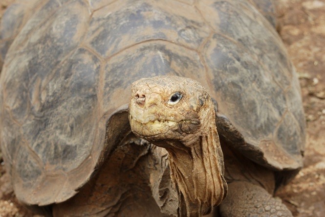Tartaruga gigante delle Galapagos