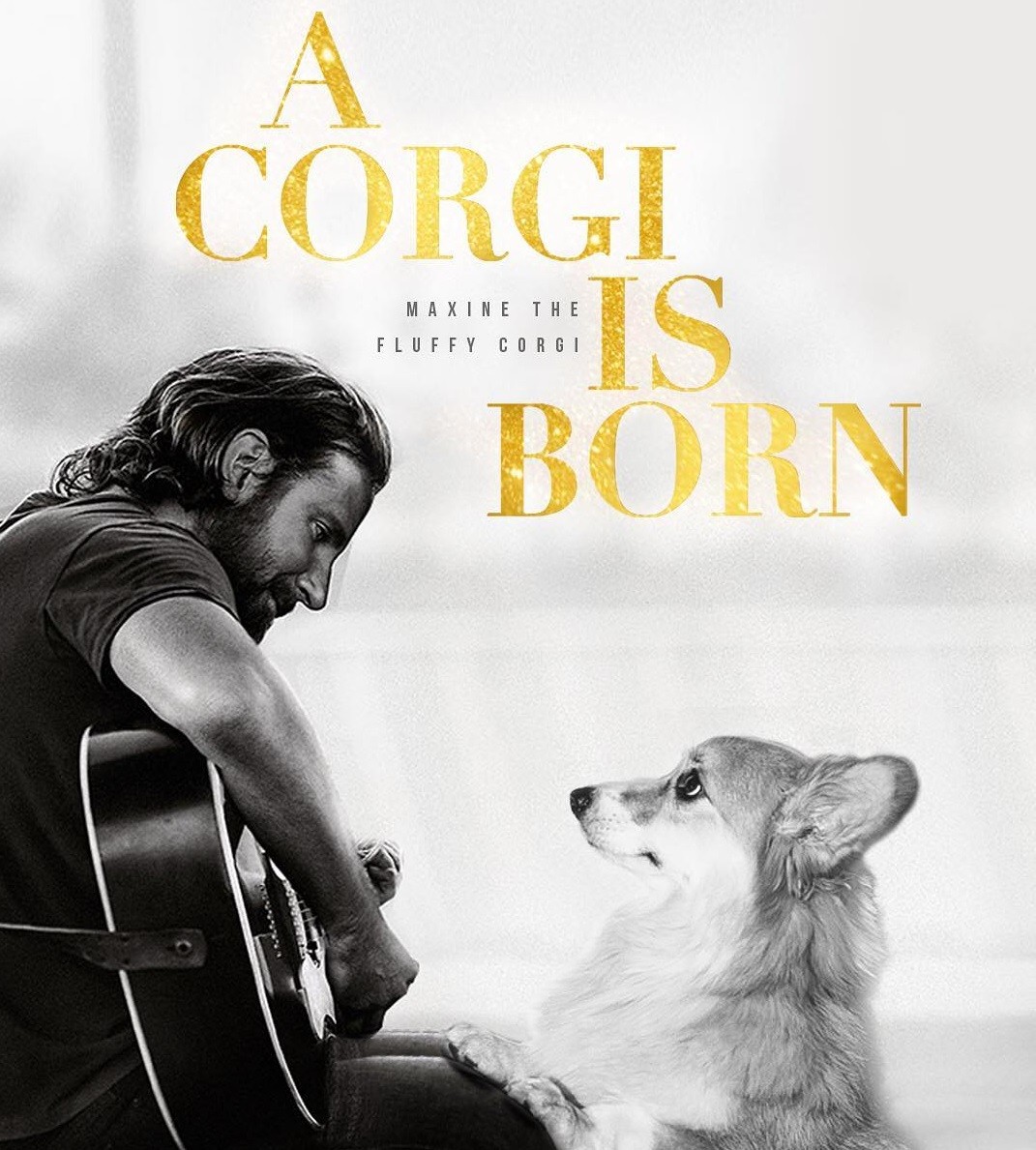 Questo cane è diventato una star dei film più celebri: ecco come