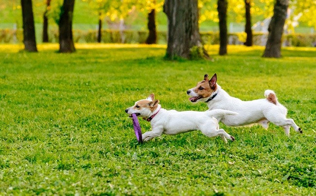 Jack Russell giocano