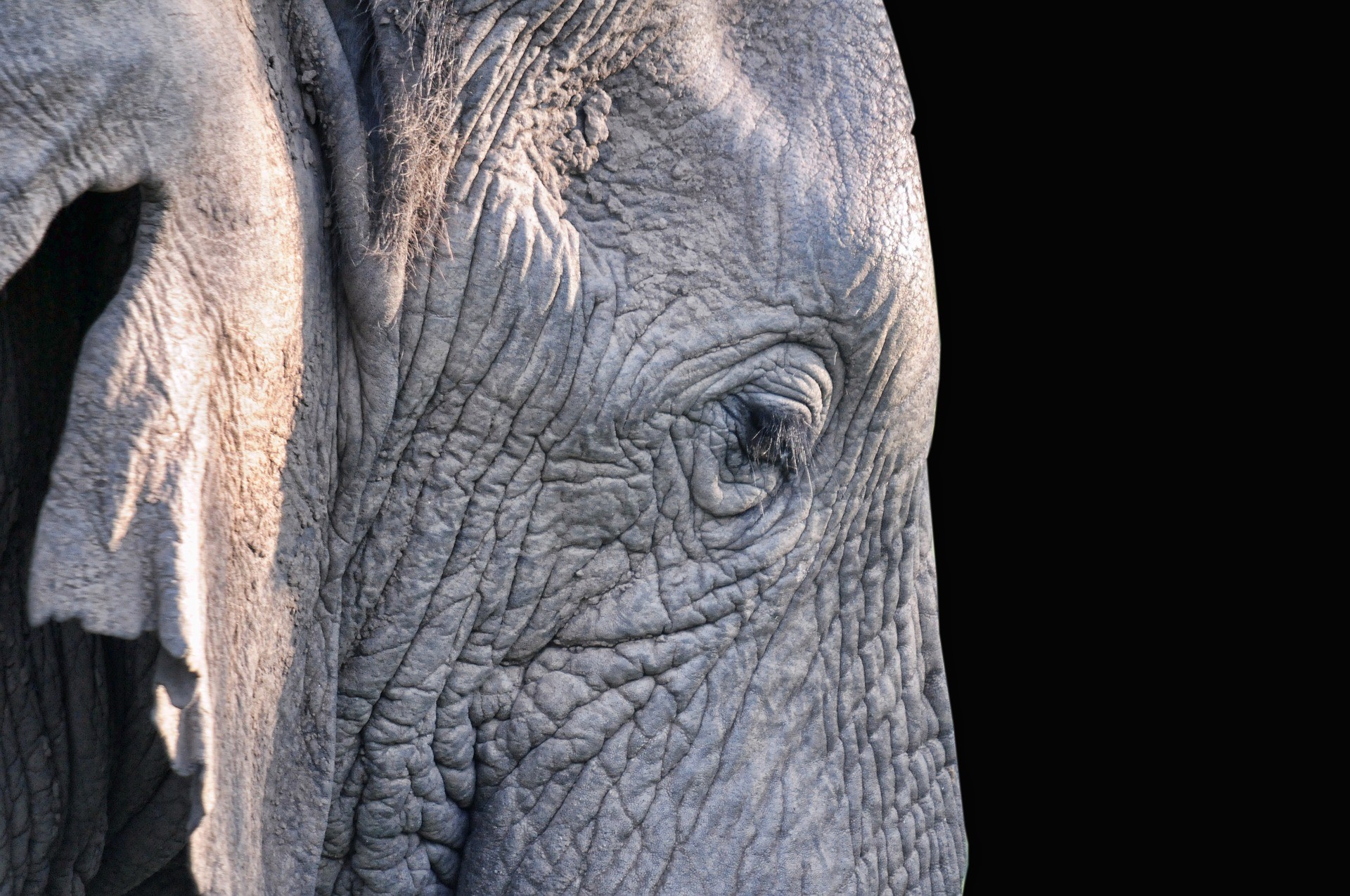 Commercio illegale d’avorio