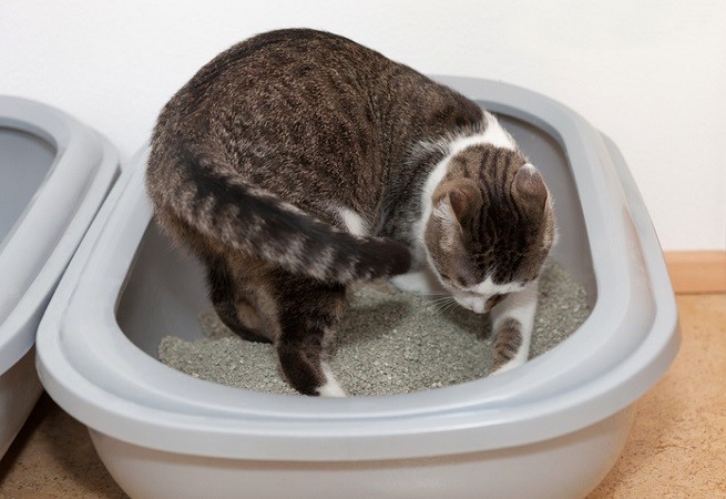 Gatto nella lettiera