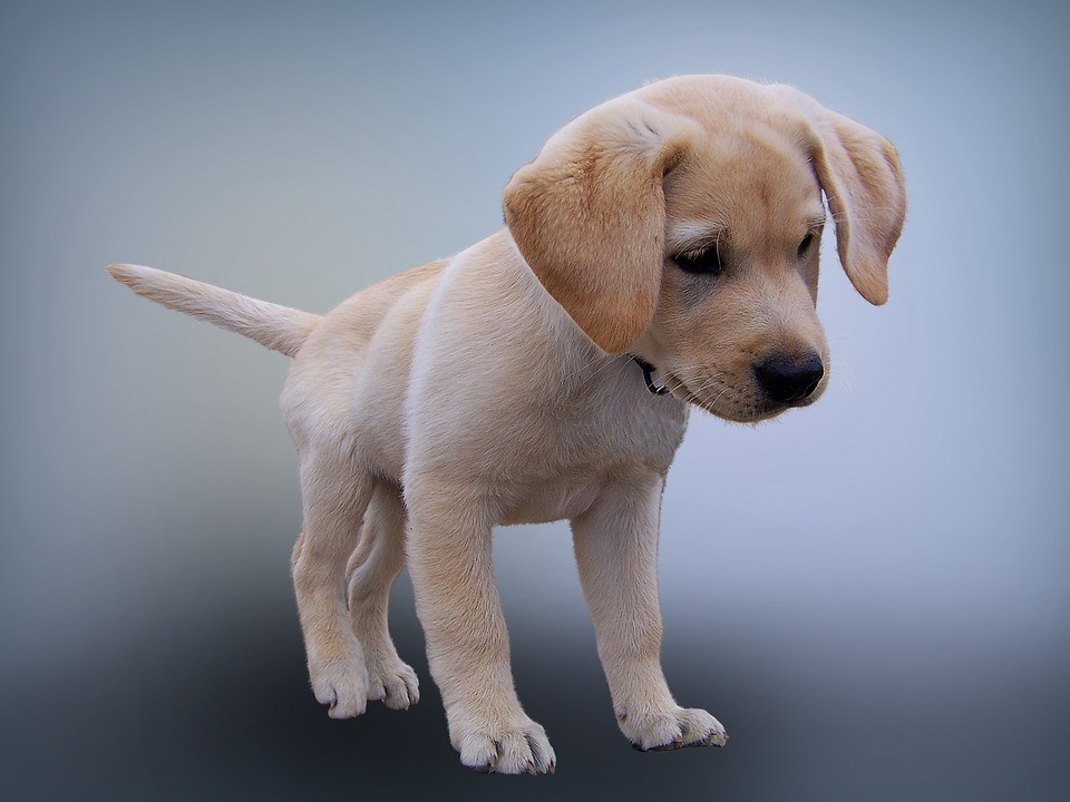 labrador