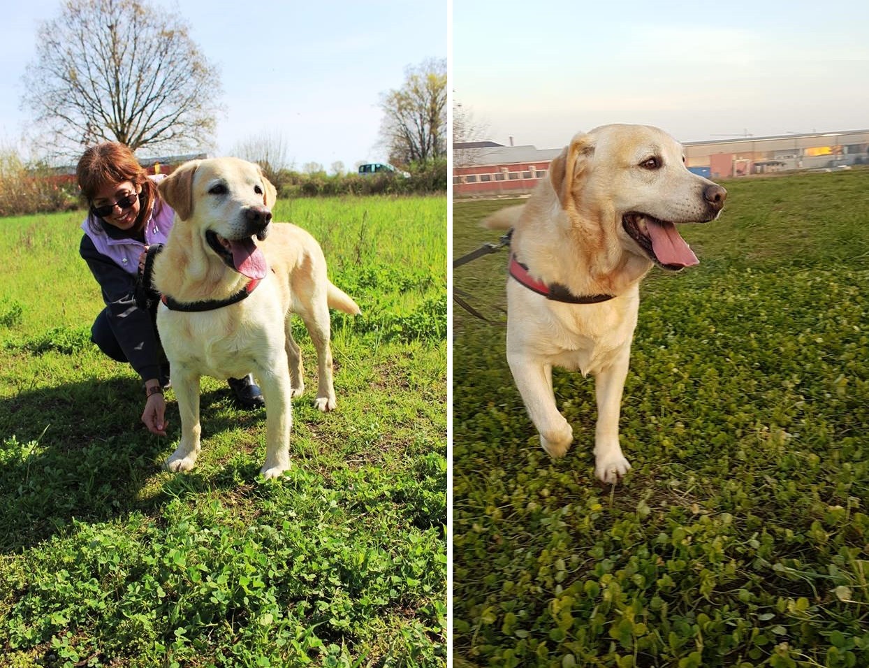 Adozioni animali su Petsblog labrador