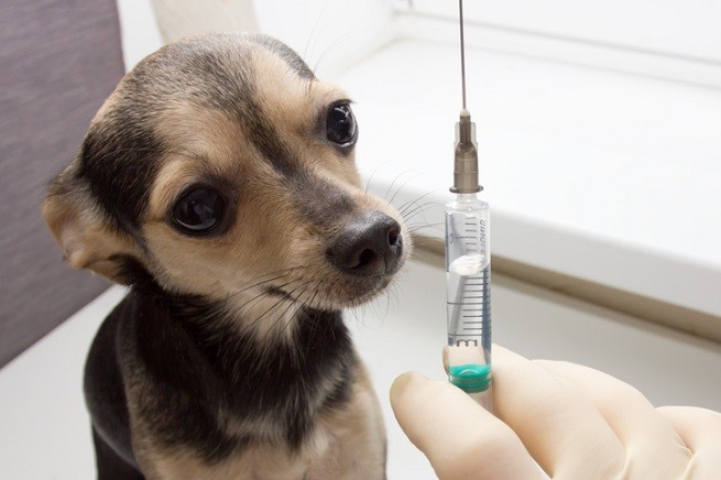 Vaccinazione cane