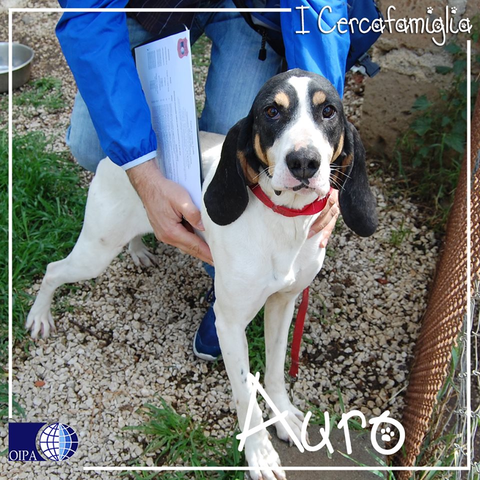 Adozioni animali su Petsblog Auro