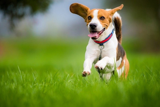 Beagle che corre