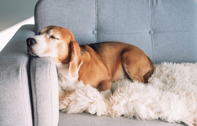 Beagle che dorme sul divano
